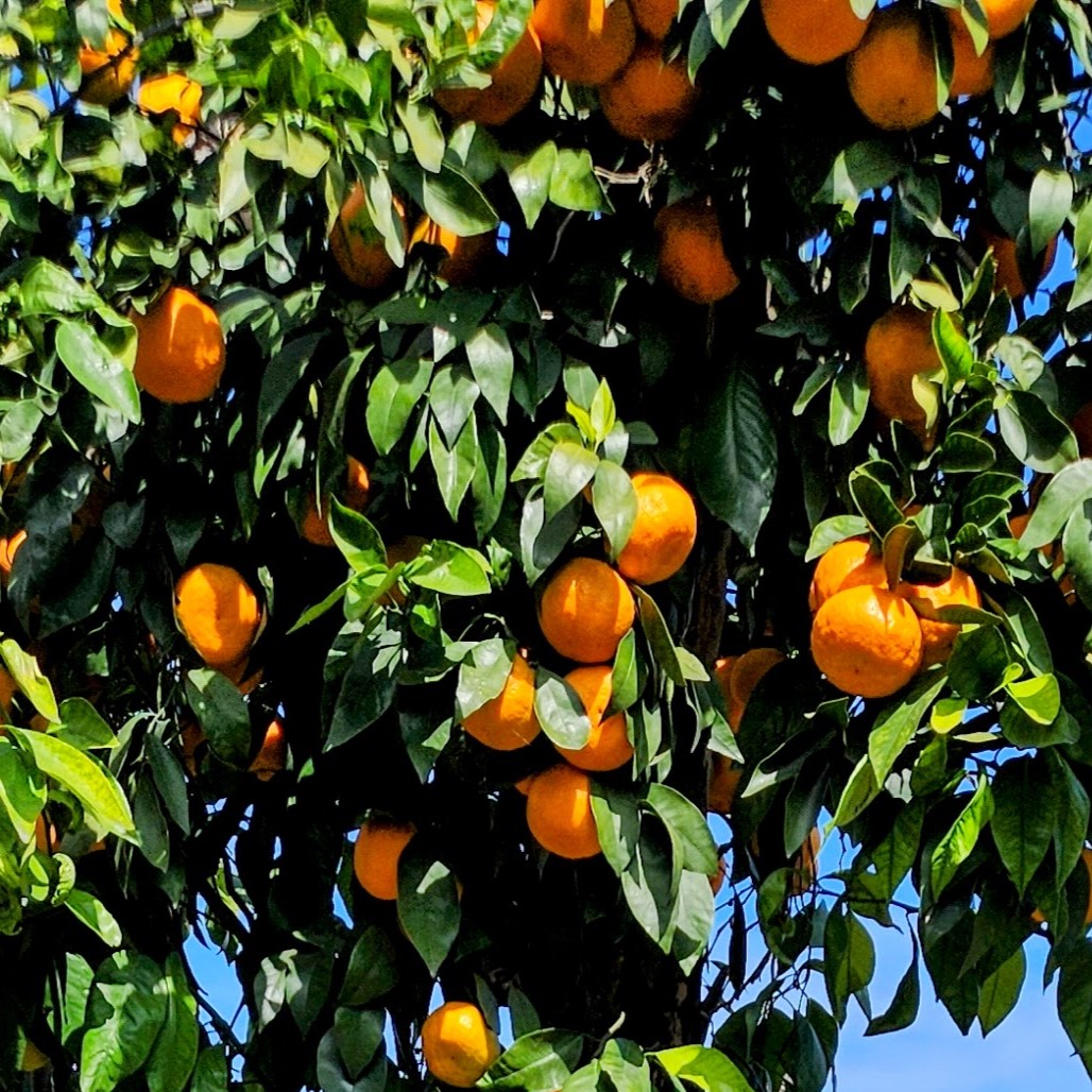 Avo Nice Day mandarins