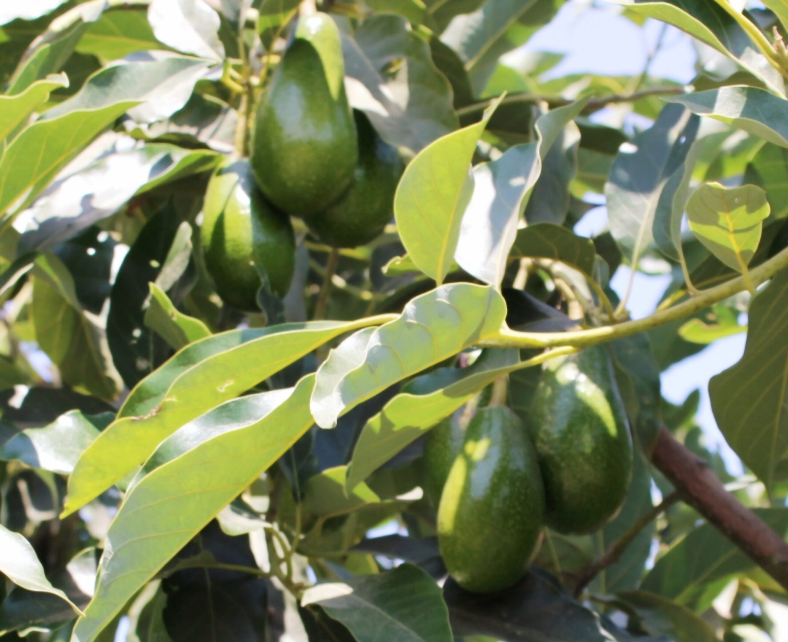 Pinkerton avocados growing on the tree