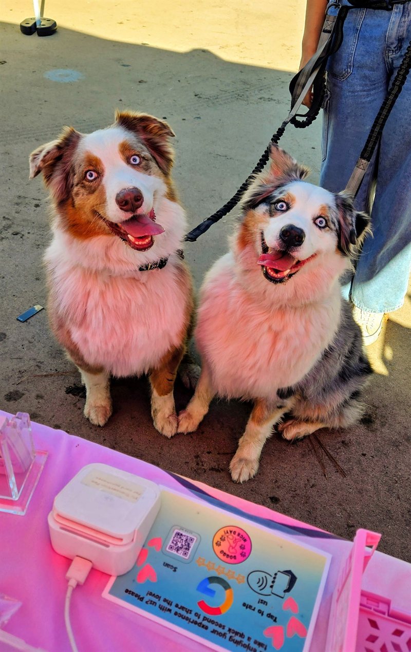 Two happy dogs visiting the Doggo Nice Day booth at a market