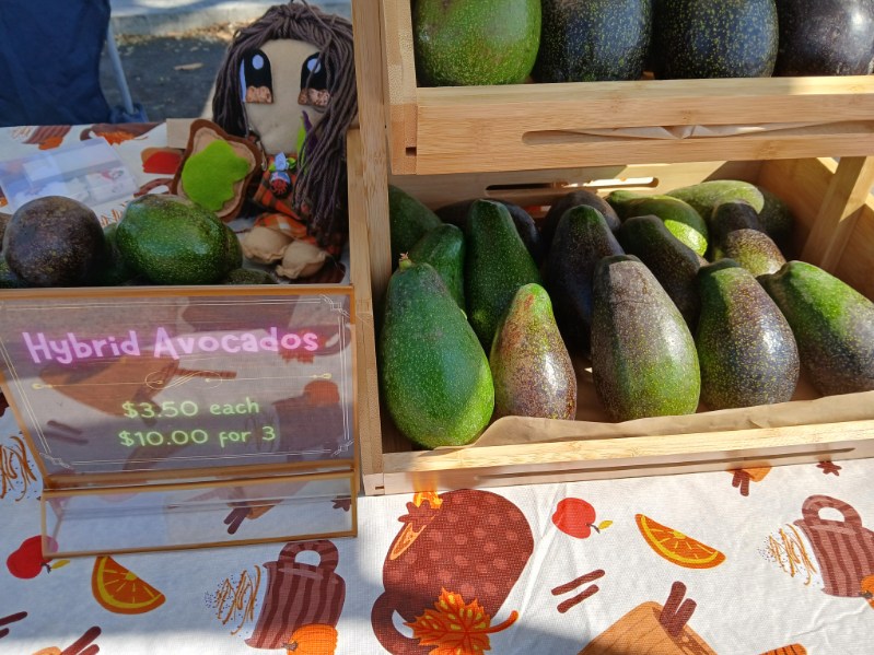 Hybrid avocados from Avo Nice Day