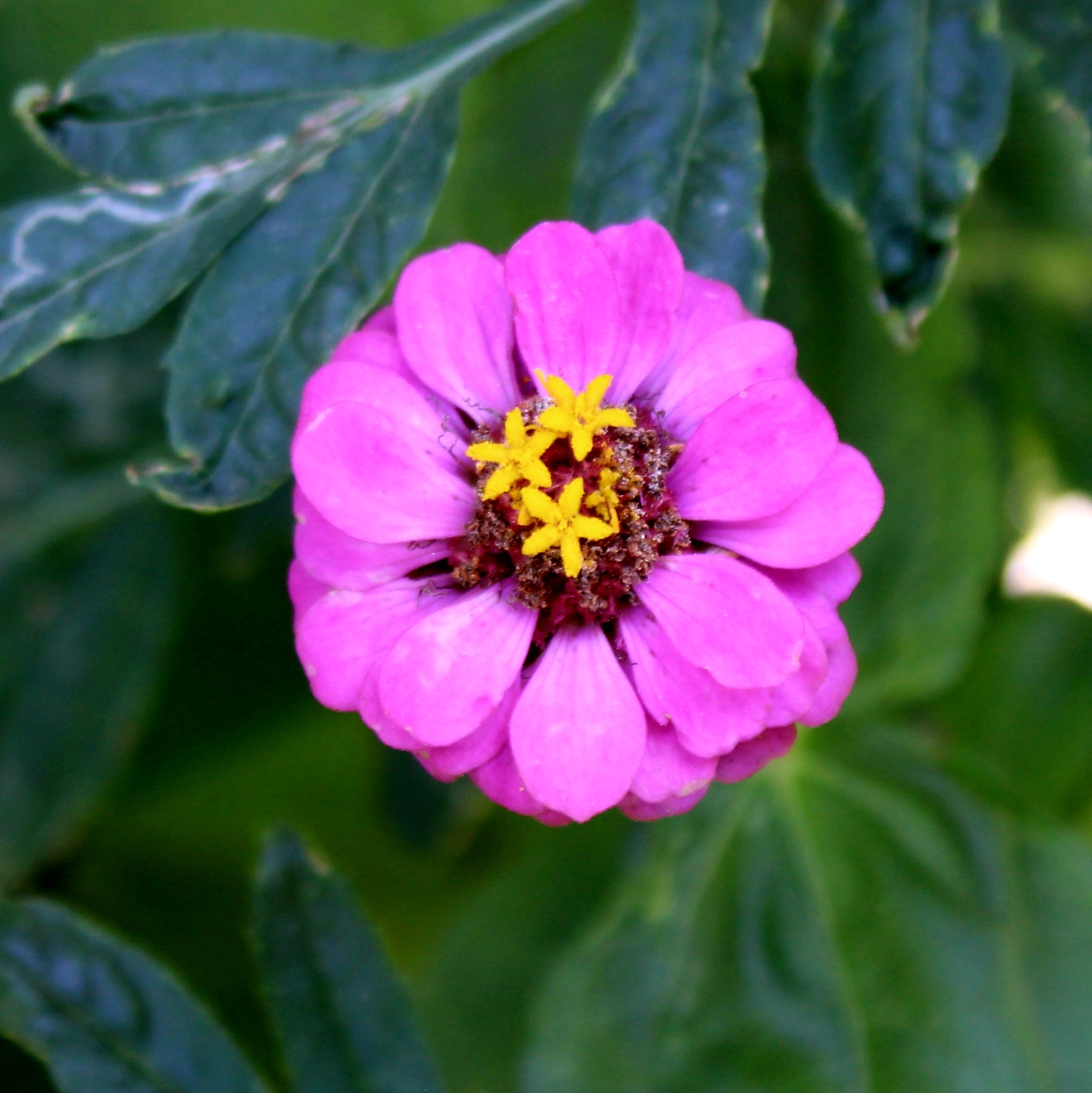Magenta California wildflower in the Avo Nice Day pollinator garden