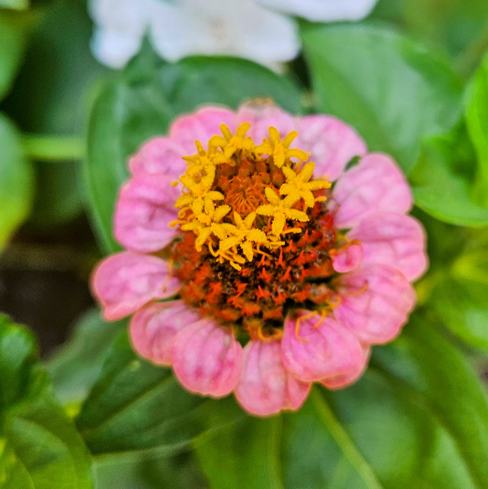 Close-up of a California wildflower with golden center