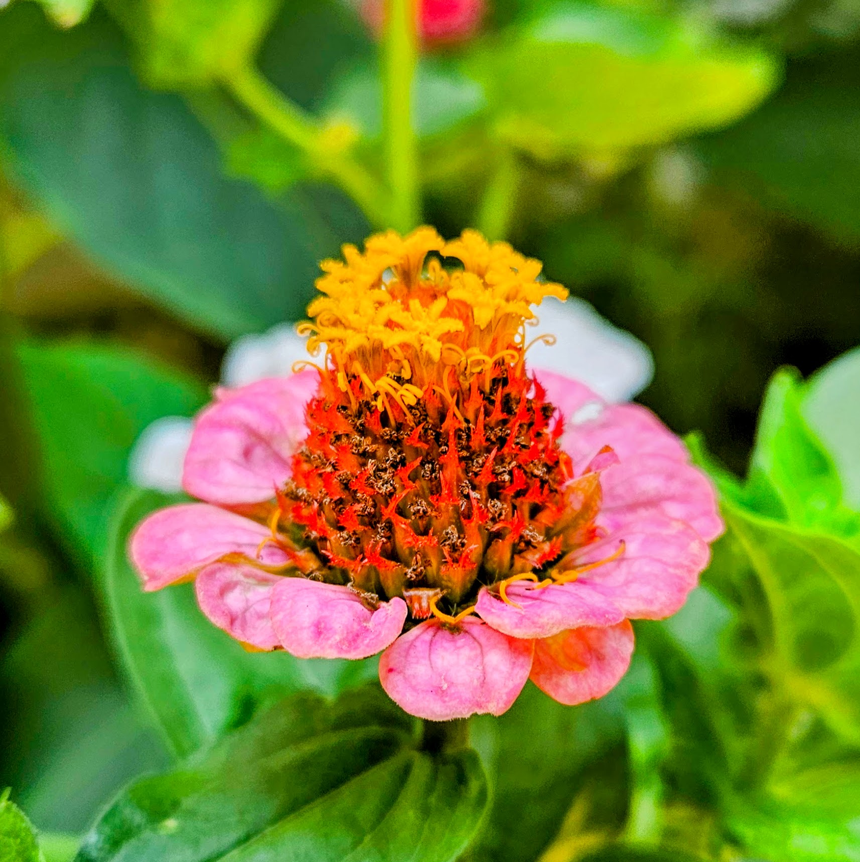 Bright California wildflower supporting pollinators