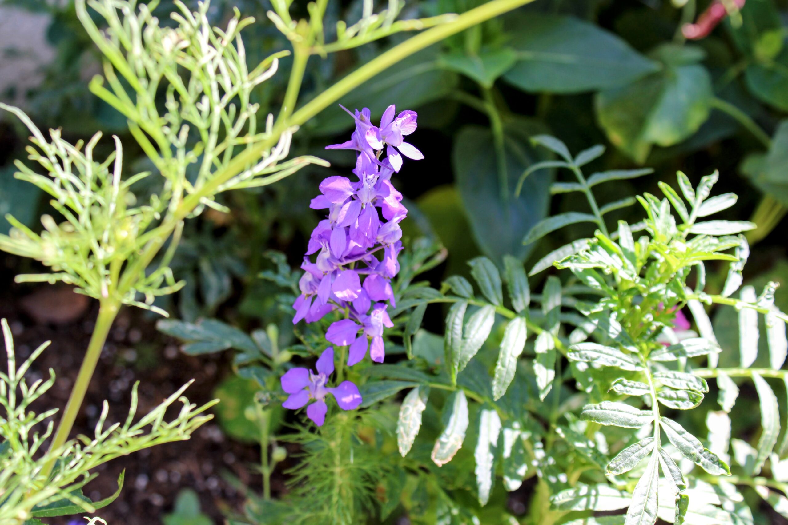 Purple wildflowers and greenery in the Avo Nice Day bee and butterfly garden
