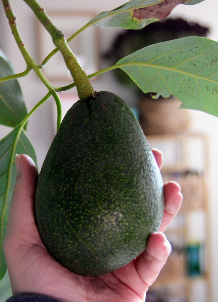 Full pound Pinkerton avocado from Avo Nice Day