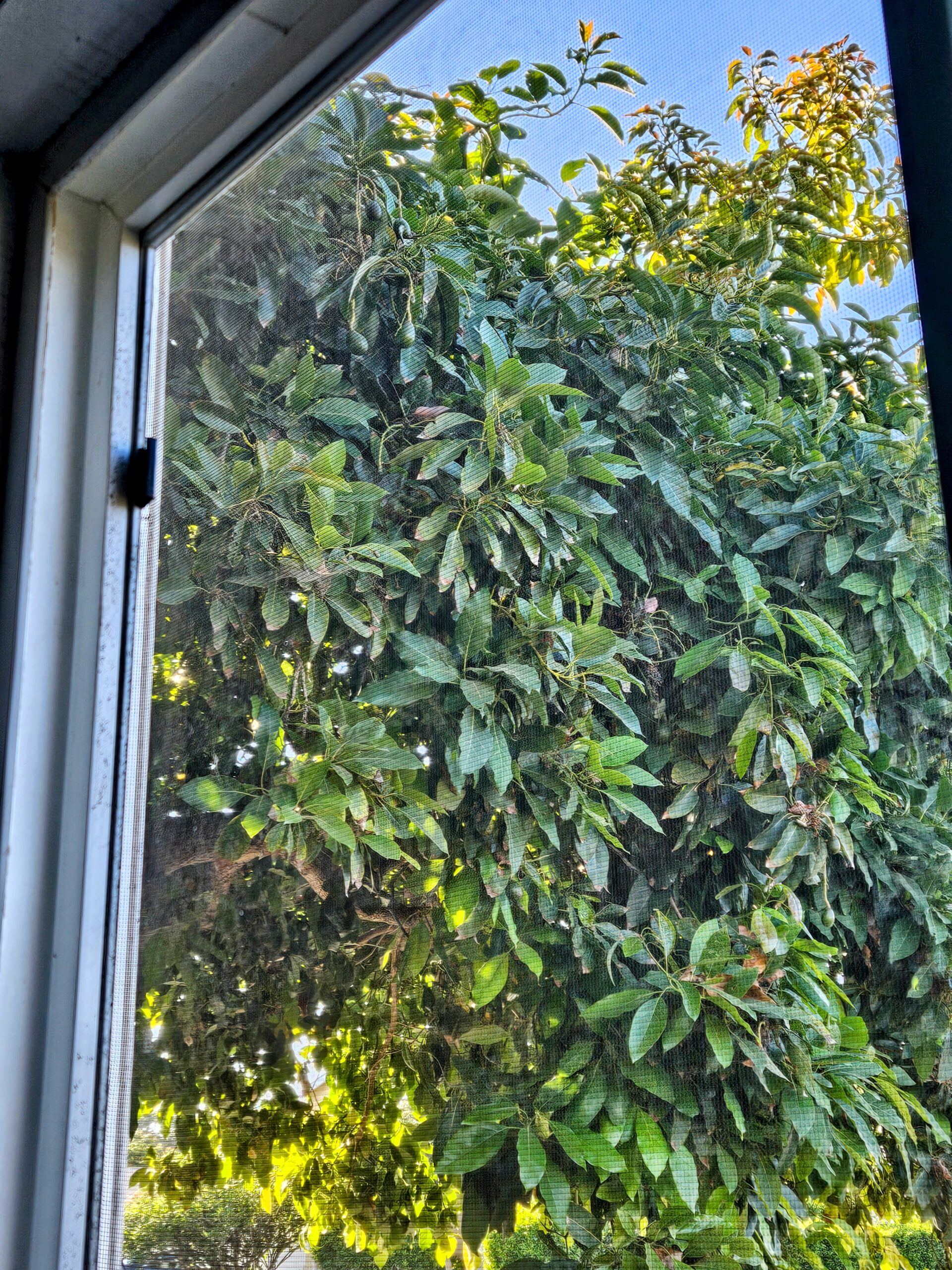 Pinkerton avocado tree viewed from a home window at Avo Nice Day