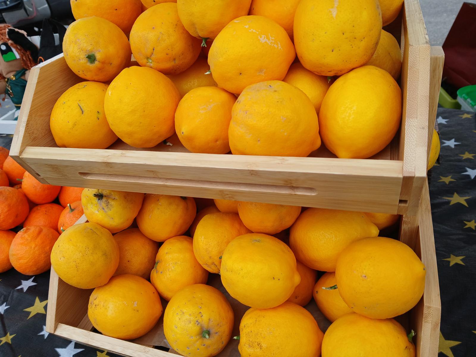 Fresh Meyer lemons growing at Avo Nice Day
